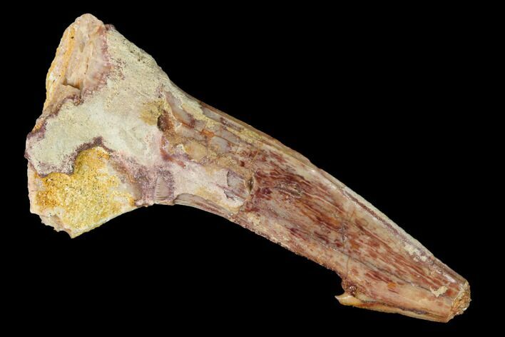 Fossil Sawfish (Onchopristis) Rostral Barb - Morocco #145563
